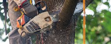 Best Tree Preservation Services  in Eslon, CA
