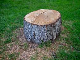 Best Leaf Removal  in Eslon, CA