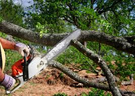 Best Tree Maintenance Programs  in Eslon, CA