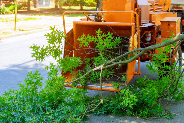 Best Tree and Shrub Care  in Eslon, CA