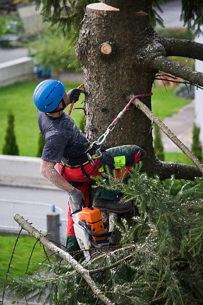 Best Tree Mulching  in Eslon, CA