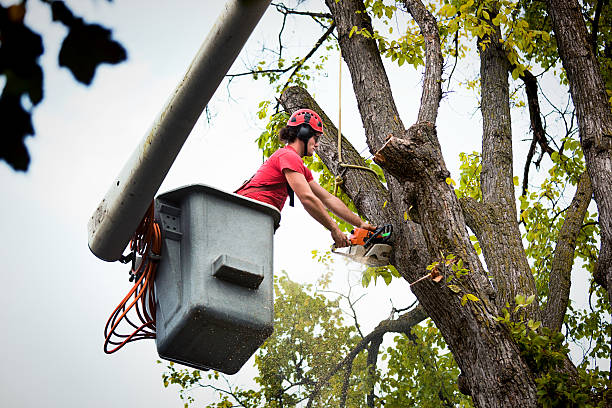 Best Tree Risk Assessment  in Eslon, CA