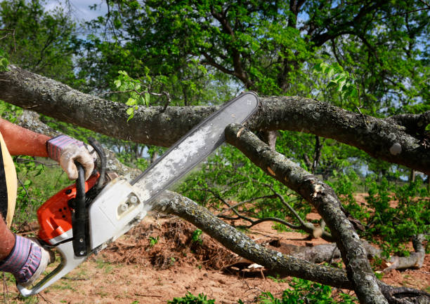 How Our Tree Care Process Works  in  Escalon, CA